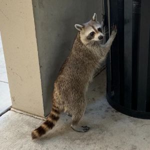 ROCKET